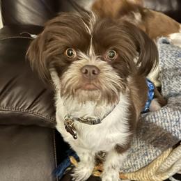 Tucker - Shorkie