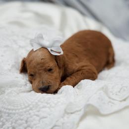 White collar girl - Apricot female Goldendoodle puppy in Spokane, Washington from Beloved_doodles_WA