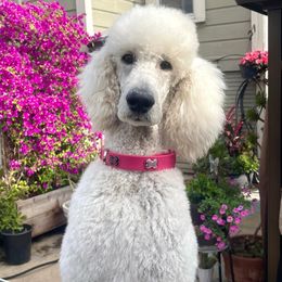 Poodles from The Poodles