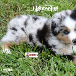 Miniature American Shepherd Puppies from Rocking J Miniature American Shepherds