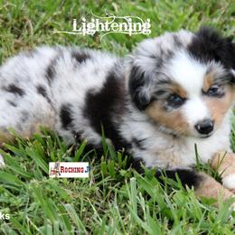 Miniature American Shepherd Puppies from Rocking J Miniature American Shepherds