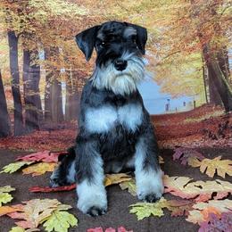 Grace - Miniature Schnauzer