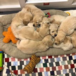 Golden Retriever and Havanese Puppies from Starrdust Goldens