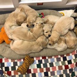 Golden Retriever and Havanese Puppies from Starrdust Goldens