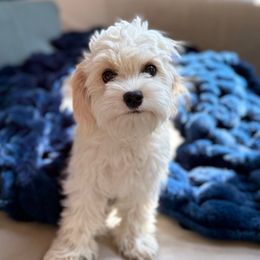 Potty Trained Piper - Blenheim female Cavachon puppy in Draper, Utah from Cavachon Love Chocolate Cavaliers, Cavaliers, Cavachon’s, Cavapoos