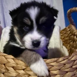Valentina - Black and white female Pomsky puppy in Wisconsin from Summer's Pomskies