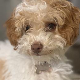 Cavapoo and Goldendoodle Puppies from Agape Southern Farms