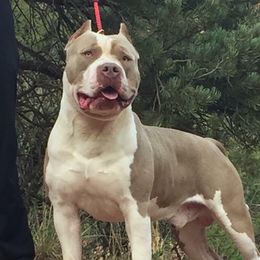 Rick - American Bully