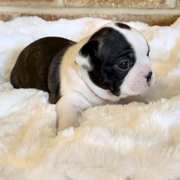Girl 5 - Black brindle and white Boston Terrier puppy in George West, Texas from Duke of Earl’s Boston Terriers