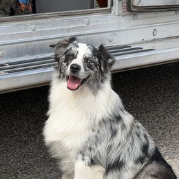 Koloa - Miniature Australian Shepherd
