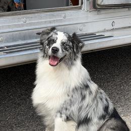 Koloa - Miniature Australian Shepherd