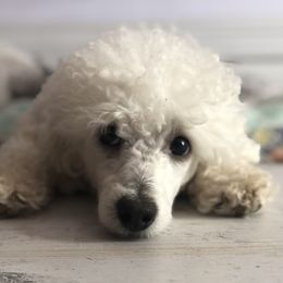 Moby - Poodle