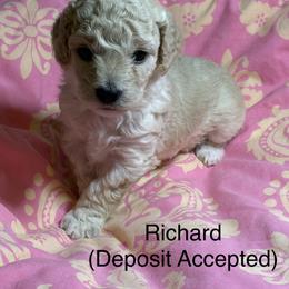 Cavapoo Puppies from Carolina Cavapoos