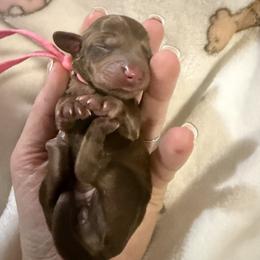 Girl 1 - female Dachshund puppy in Apache Junction, Arizona from Shaw Dachshunds