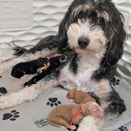 Bernedoodle puppies from Donnasdoodlebugs
