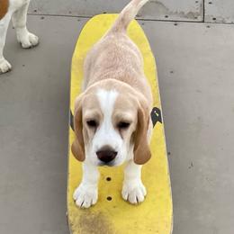 Ella - Beagle