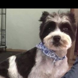 Roxie - Miniature Schnauzer