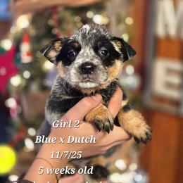 Girl 2 - Blue female Australian Cattle Dog puppy in Monroe, North Carolina from Creek View Cattle Dogs