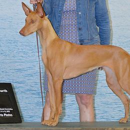 Syn - Pharaoh Hound