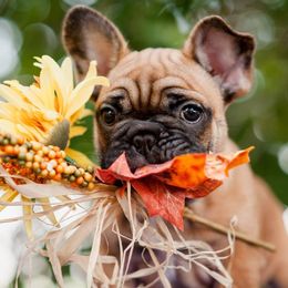 French Bulldogs from Windy Ridge French Bulldogs