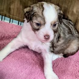 Halo - White and chocolate male Chinese Crested puppy in Frederick, Maryland from Lovable Cresteds