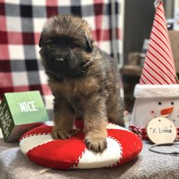 Xero - Grey - Black and red male German Shepherd puppy in Iola, Wisconsin from DeFelice's German Shepherds
