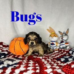 Bugs - Red male Dachshund puppy in Monitor, Washington from Shannon Dolly’s Dachshunds