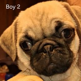 Boy 2 - Fawn male Pug puppy in Gadsden, Alabama from Gadsden Pugs