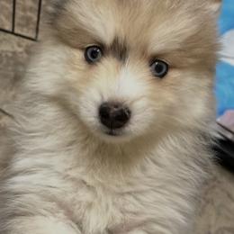 Girl 2 - Merle female Pomsky puppy in Leesburg, Virginia from Capital Pomsky