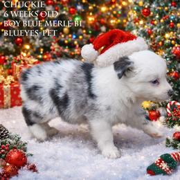 Chuckie - Blue merle male Miniature Australian Shepherd puppy in Patterson, North Carolina from DreamLine Aussies