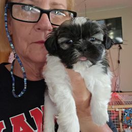 Boy. New pictures and a video - Tricolor male Shih Tzu puppy in Missouri from Farm Animal Mommy Shih tzu's