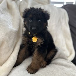 German Shepherd Puppies from Vom Cronje Haus German Shepherds