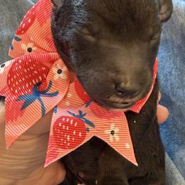 Bedlington Terrier Puppies from Little Starz Bedlington