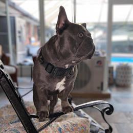 Saint - French Bulldog