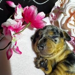 Cookie 2850 - Dapple female Dachshund puppy in Oscoda, Michigan from Northland Dachshunds