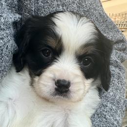 Rumor (Cavalon) - White female Companion Cross puppy in Boardman, Ohio from Taliaferro Kennel