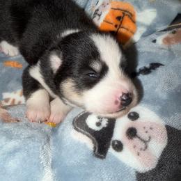 Howard - Black and white male Pomsky puppy in Cumberland County, Pennsylvania from M&L Pomskies