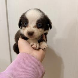 Sienna - Red tri-color female Australian Shepherd puppy in Cushing, Oklahoma from Midwest LP Aussies