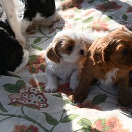 Cavalier King Charles Spaniel Puppies from Critter's Cottage Cavaliers