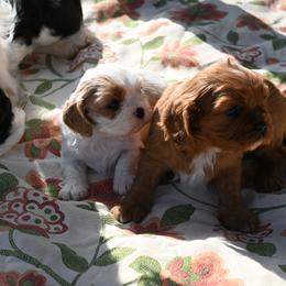 Cavalier King Charles Spaniel Puppies from Critter's Cottage Cavaliers