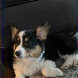 Pembroke Welsh Corgi Puppies from Corgitown