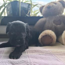 Female puppy 3 - Black and white female Chinese Crested puppy in New Castle, Pennsylvania from Long Haul Cresteds & Long Rotts