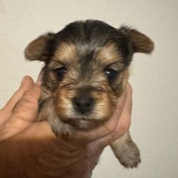 Runt 2 - Blue and gold male Yorkshire Terrier puppy in Milton, Florida from Sassenach Yorkie Kennels