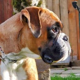 Boxers from Aphrodite Boxers Von Kesler Haus