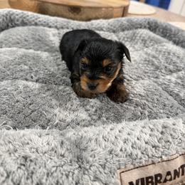 Yorkshire Terrier Puppies from Dana Schmidt