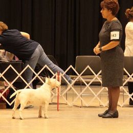 Miniature Bull Terriers from Cambria