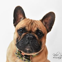 Wilbur - French Bulldog