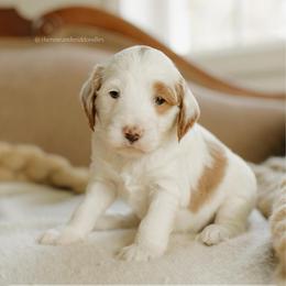 Beechnut - Parti male Goldendoodle puppy in Hiddenite, North Carolina from Rose and Reid Doodles