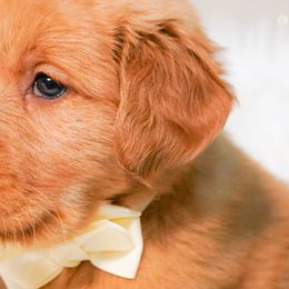 Golden Retrievers, Miniature American Shepherds, and Siberian Huskies from HuskiesAndGoldensWithFinesse