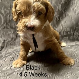 Australian Labradoodle Puppies from Cali Dream Doodles